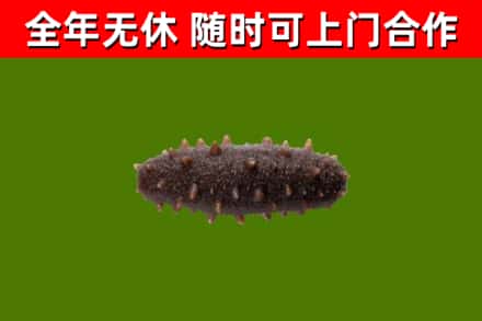 德惠回收海参干